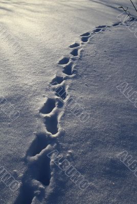 Footprints in the snow