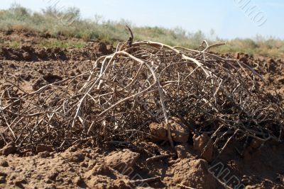 Tumbleweed