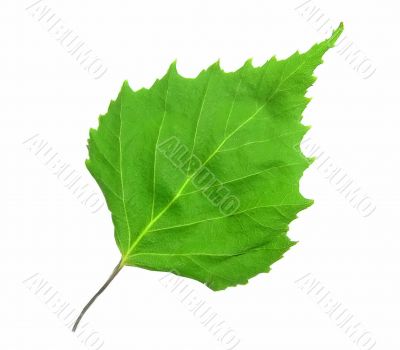 Birch leaf on a white background