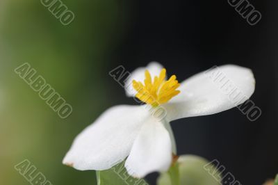 White Flower