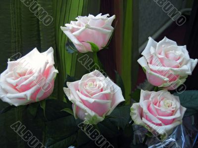 White and pink rose blooming