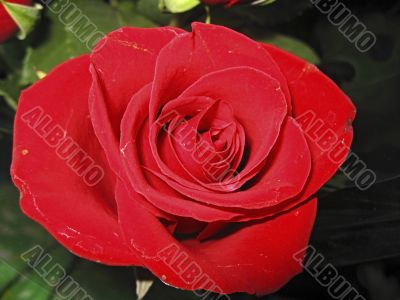 Red rose blooming