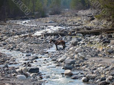Lonely horse and the river