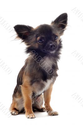 brown chihuahua
