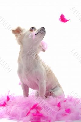 puppy chihuahua with pink feather