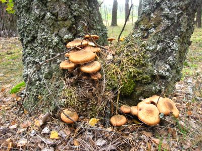 the mushrooms