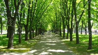 city â€‹â€‹Park