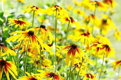Yellow flowers