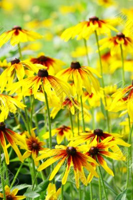 Yellow flowers