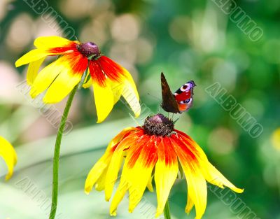 Butterfly Inachis Io On Yellow Flower