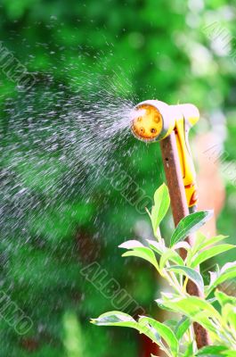 Watering Flowers