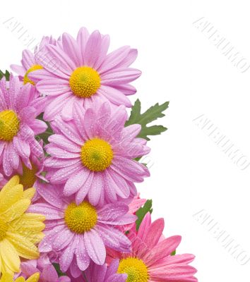 chrysanthemum