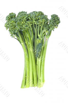 Baby Broccoli