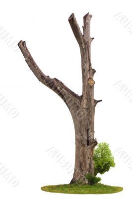 Tree on white background