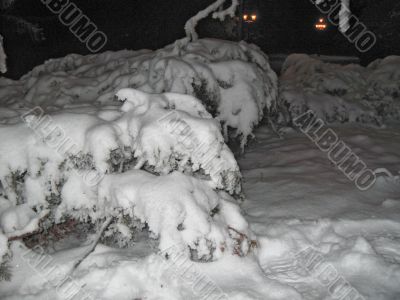 Bush under the snow