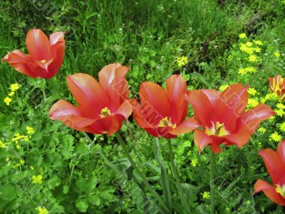 Red tulips