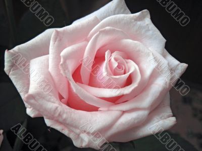 The pink rose blooming