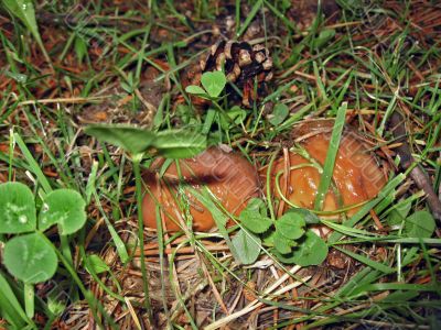 Mushrooms hiding in the grass