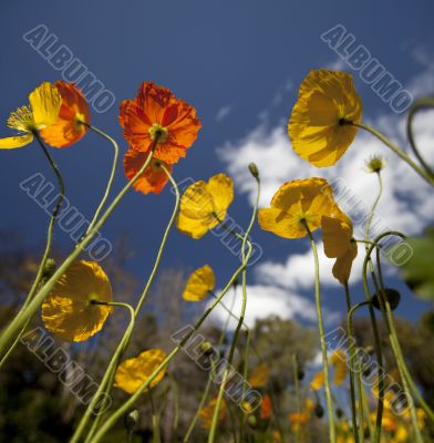 Yellow Orange Poppies