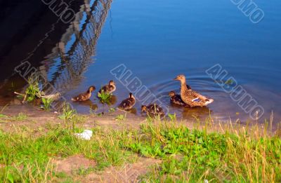 Duck and ducklings