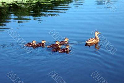 duck and  ducks;