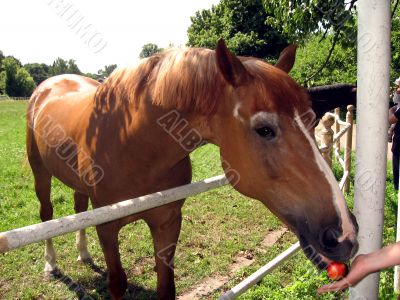 horse