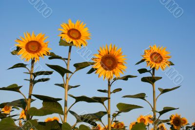 Four sunflowers against blue sky