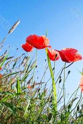 Blooming poppy at the wheat field