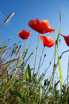 Blooming poppy at the wheat field