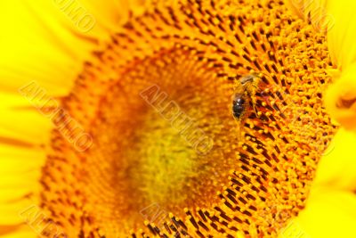 Sunflower head`s close up with a bee