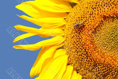 Sunflower head`s close up with a bee