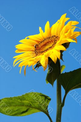 Sunflower head`s close up with a bee