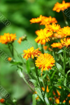 Orange flowers
