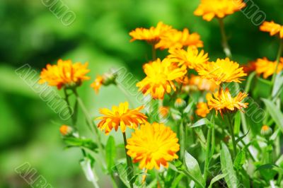 Orange flowers