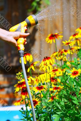 Watering Flowers