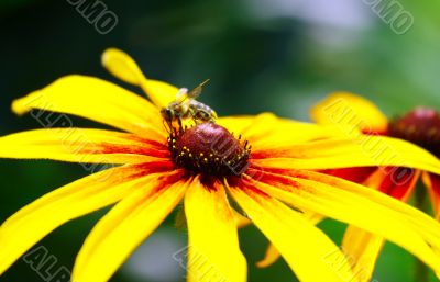 Bee On Yellow Flower