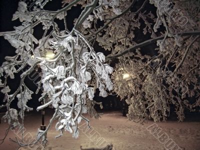 Winter landscape. Branches and lamps