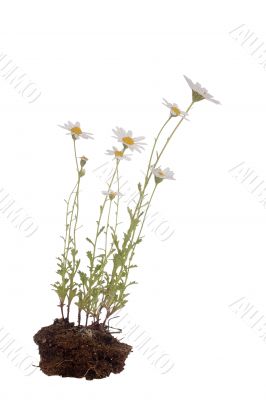 White Daisies