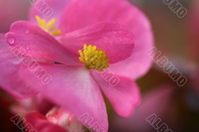 Pink Flower