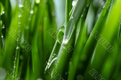 Green Grass