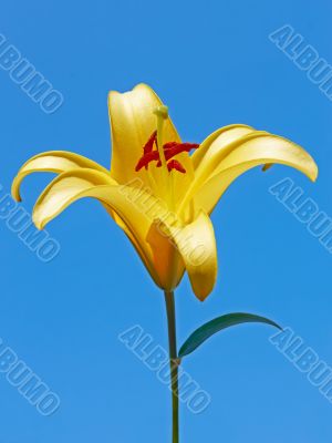 Big yellow lily flower