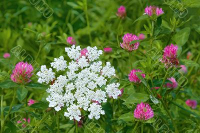 Flowering of motley plants