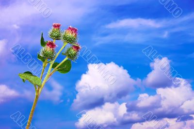 Burdock inflorescences against sky