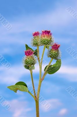 Inflorescences of burdock