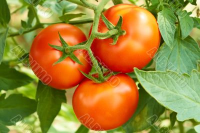 Bunch with three red tomatoes