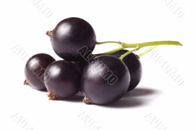 black currant isolated on white