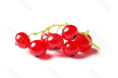 red currant isolated on white