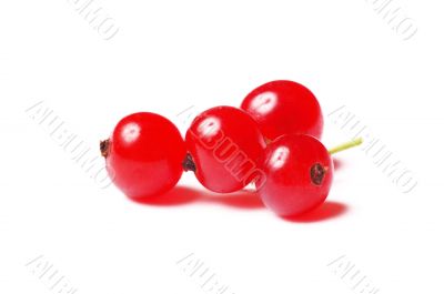 red currant isolated on white