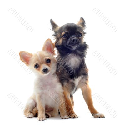 puppy and adult chihuahua