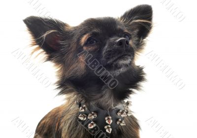 chihuahua with studded collar